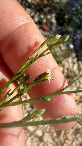 saltmarsh aster