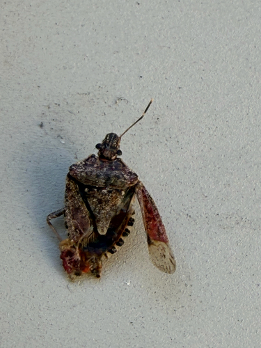 Brown Marmorated Stink Bug