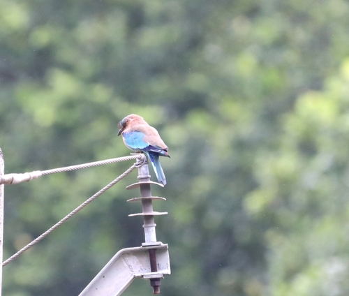 Indian Roller
