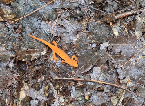 Eastern Newt