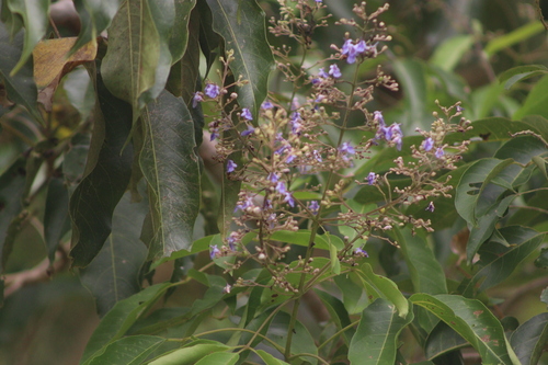 Vitex parviflora observed 2026-09-19