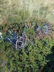 Juniperus communis, photograph (c) Vasileia Sef, some rights reserved (CC BY)