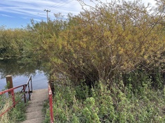 Salix viminalis, photograph author not stated, no rights reserved