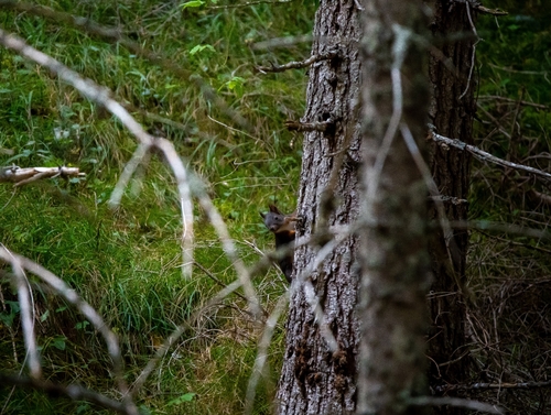 Eurasian Red Squirrel