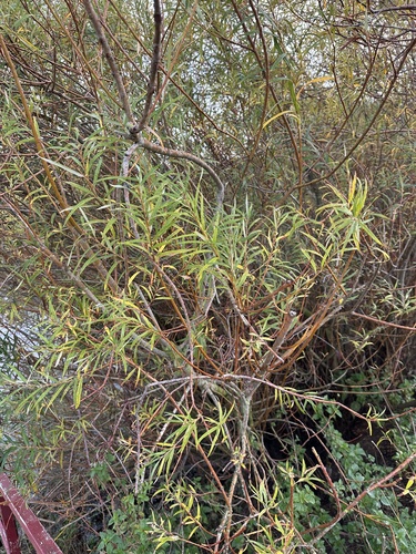 Salix viminalis, photograph 5