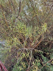 Salix viminalis, photograph author not stated, no rights reserved