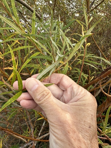 Salix viminalis, photograph 6