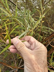 Salix viminalis, photograph author not stated, no rights reserved