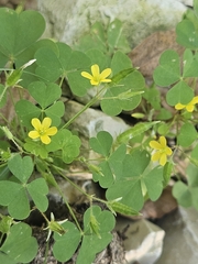 Oxalis stricta, photograph (c) Marc Riera, some rights reserved (CC BY)