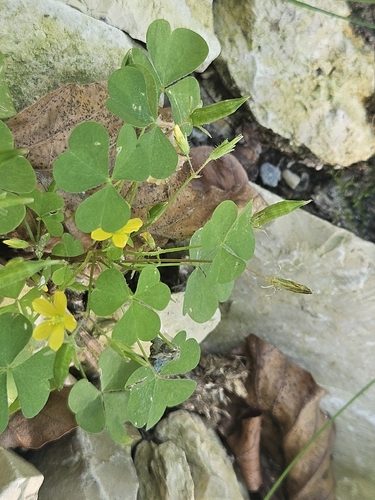 Oxalis stricta, photograph 2