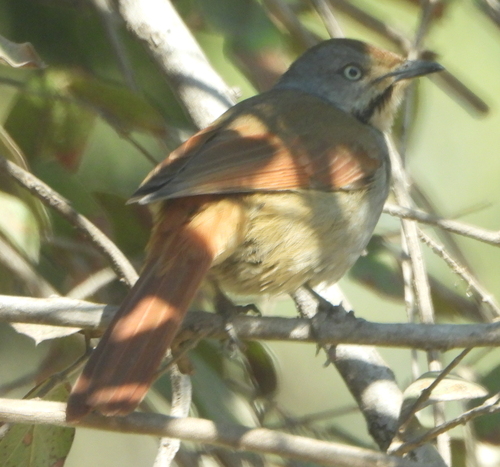 iNaturalist image