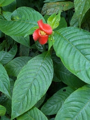 Palicourea tomentosa