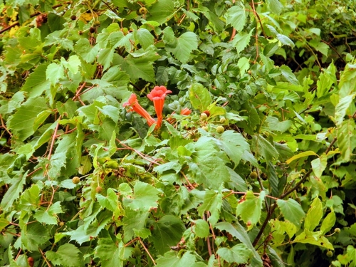 American trumpet vine