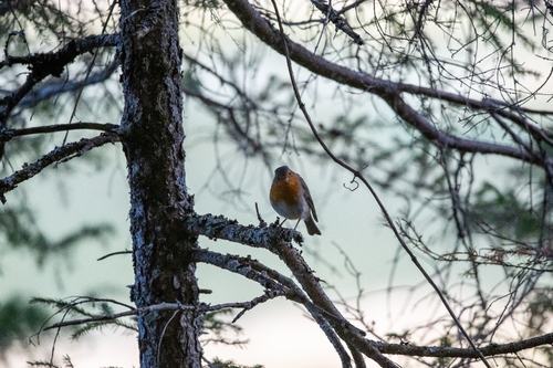 European Robin