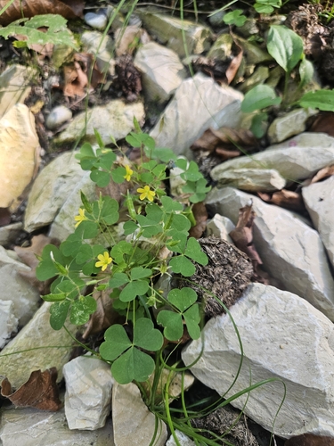 Oxalis stricta, photograph 4