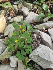 Oxalis stricta, photograph (c) Marc Riera, some rights reserved (CC BY)
