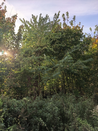 Наблюдение на iNaturalist
