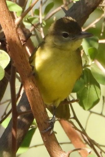 iNaturalist image
