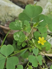 Oxalis stricta, photograph (c) Marc Riera, some rights reserved (CC BY)