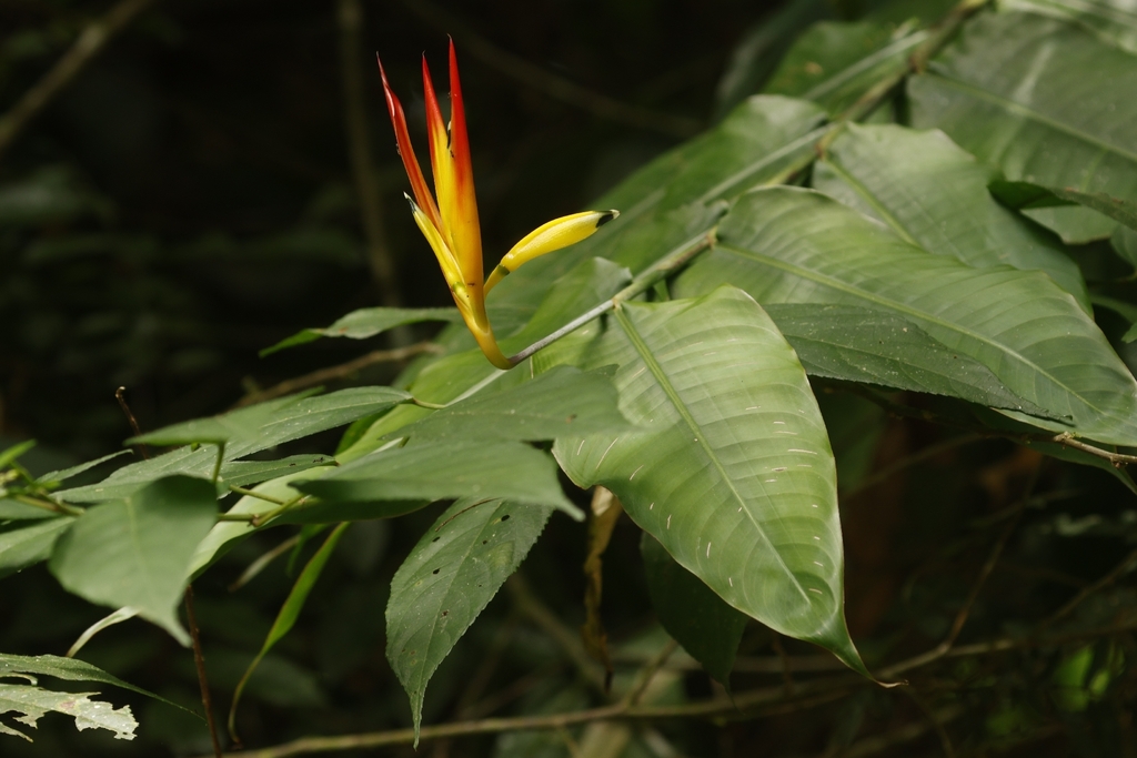 Heliconia hirsuta; photograph author not stated, no rights reserved