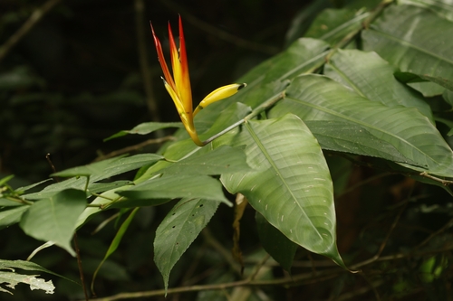 Heliconia hirsuta