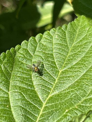 Condylostylus longicornis