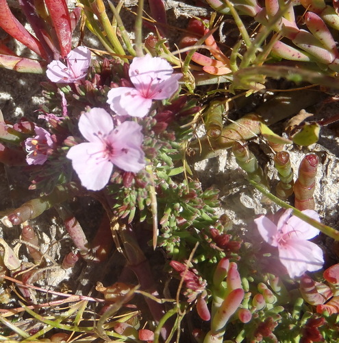 Image of Frankenia repens by (c) Nicola van Berkel, some rights reserved (CC BY-SA)