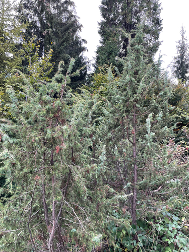 common juniper