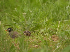 Spodiopsar cineraceus