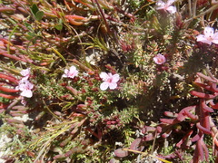 Frankenia repens