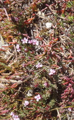 Frankenia repens