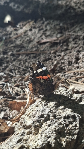 Red Admiral