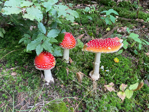 Fly Agaric