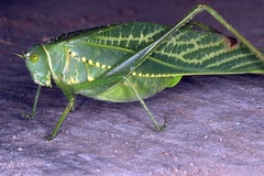 Microcentrum xavieri