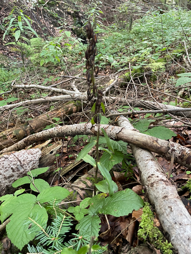 Broad-leaved helleborine