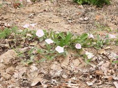 Calystegia pubescens