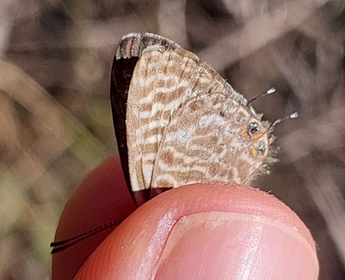 Lang's Short-tailed Blue