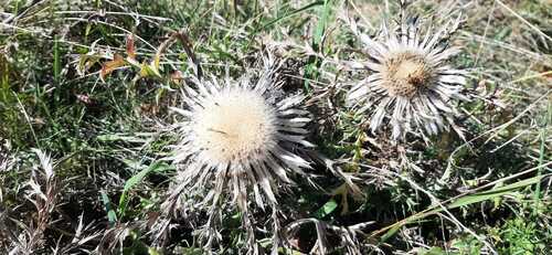 Silver Thistle