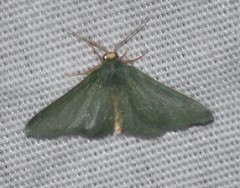 Xerochlora mesotheides