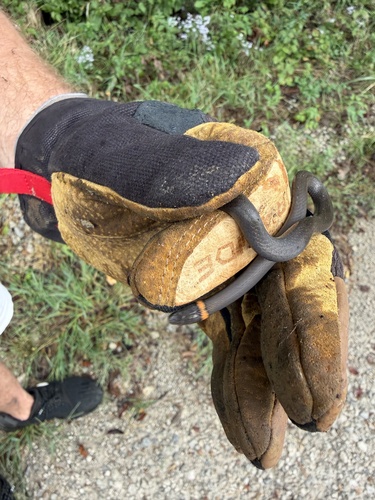 Ring-necked Snake
