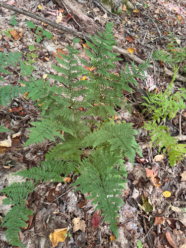intermediate wood fern