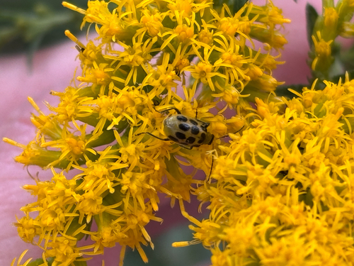 Spotted Cucumber Beetle
