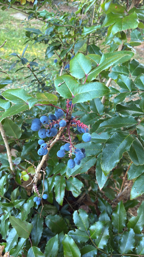 Oregon grape