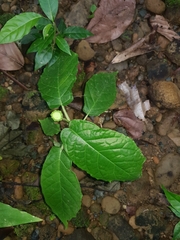 Dorstenia choconiana