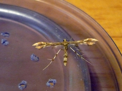 Geina periscelidactylus
