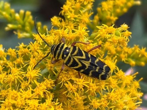 Locust Borer