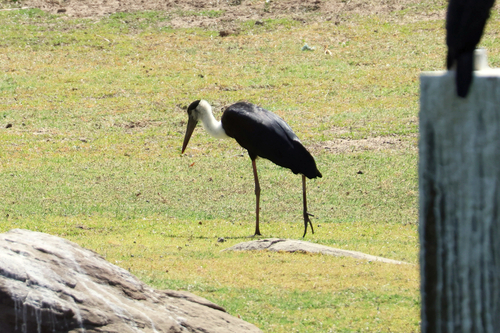 Asian Woolly-necked Stork