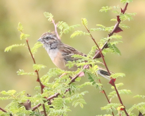 Godlewski's Bunting