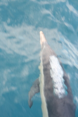 Delphinus delphis