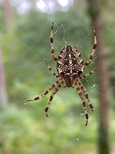 Cross Orbweaver